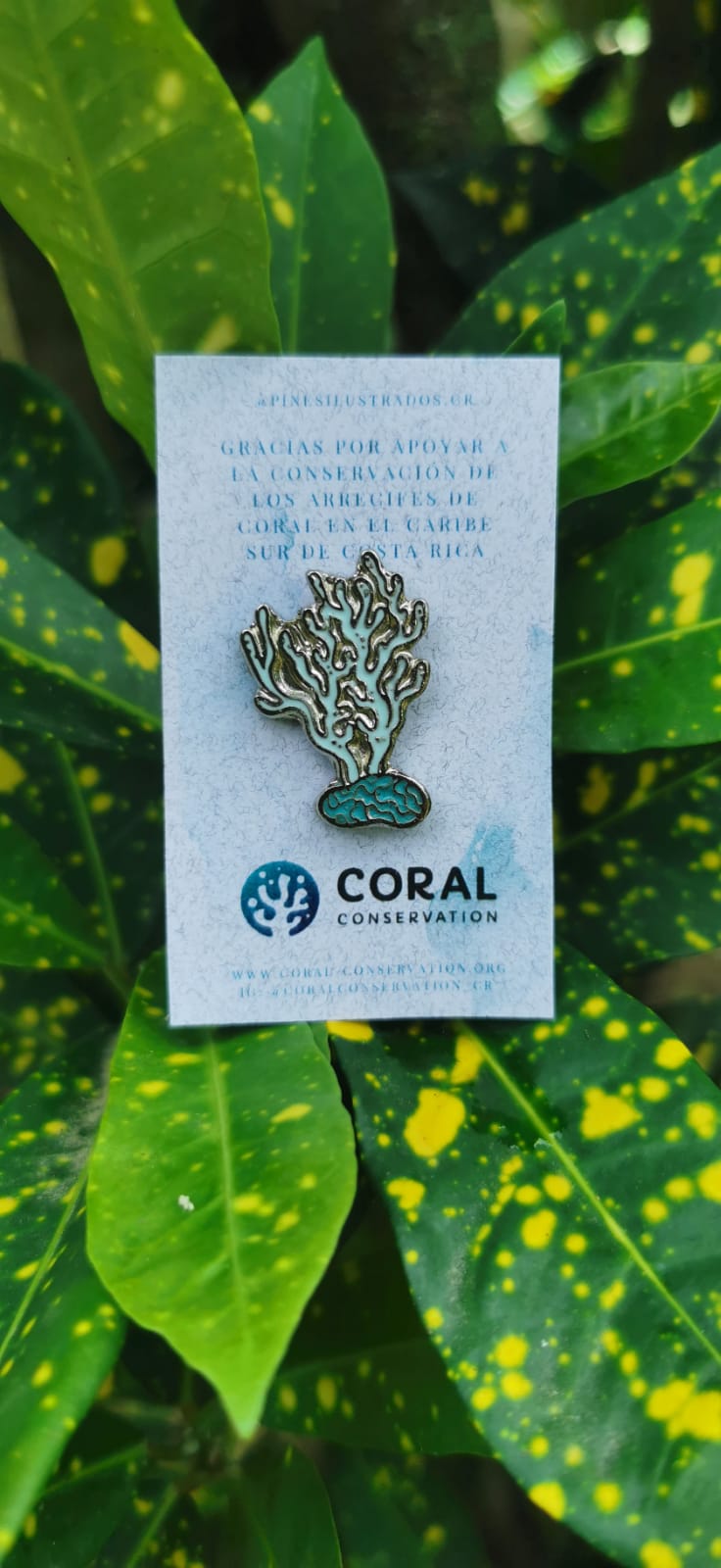 Pin Coral